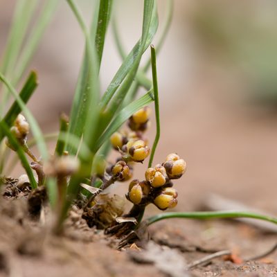 Lomandra sororia, photographed by Kym Nicolson