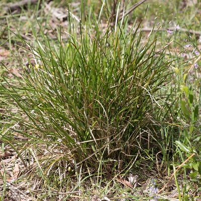 Lomandra densiflora, photographed by Kym Nicolson