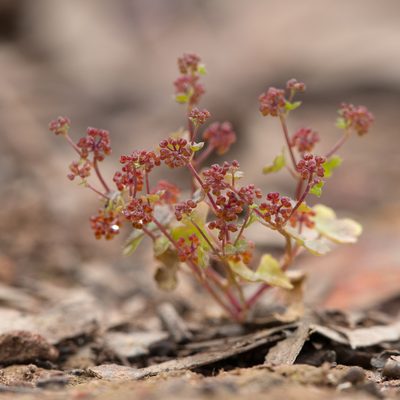 Hydrocotyle callicarpa, photographed by Kym Nicolson