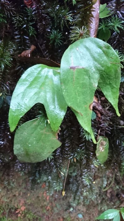 Cheiropleuria bicuspis, photographed by Tim