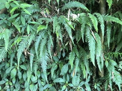 Phegopteris decursive-pinnata, photographed by Cheng-Tao Lin