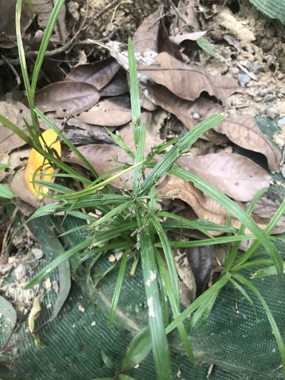 Cyperus diffusus, photographed by Cheng-Tao Lin