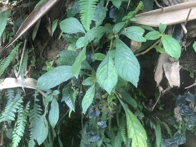 Rhynchotechum discolor, photographed by Cheng-Tao Lin