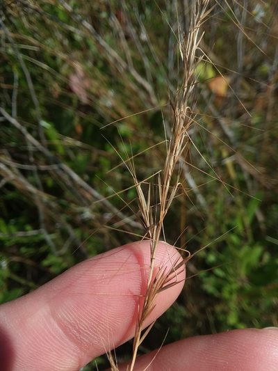 Aristida virgata, photographed by Will McFarland