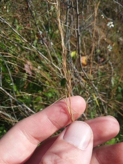 Aristida virgata, photographed by Will McFarland