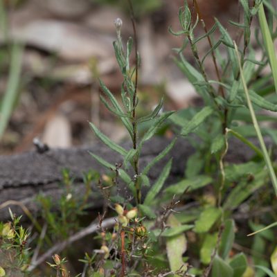 Leptorhynchos squamatus, photographed by Kym Nicolson