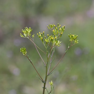 Senecio picridioides, photographed by Kym Nicolson