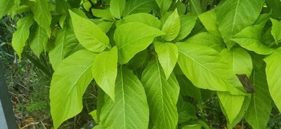 Pisonia grandis, photographed by Ong Jyh Seng