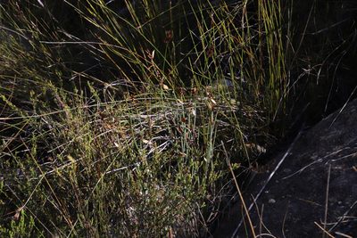 Elegia hutchinsonii, photographed by Tony Rebelo