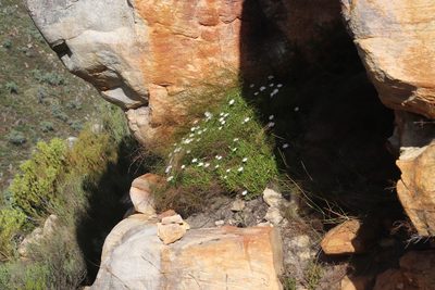 Dimorphotheca acutifolia, photographed by Tony Rebelo