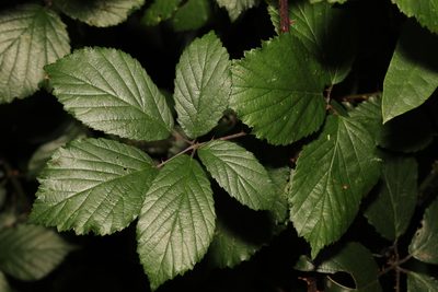 Rubus cissburiensis, photographed by Stephen James McWilliam
