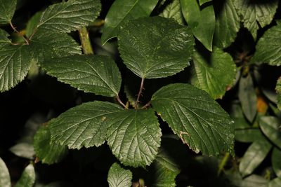 Rubus cissburiensis, photographed by Stephen James McWilliam