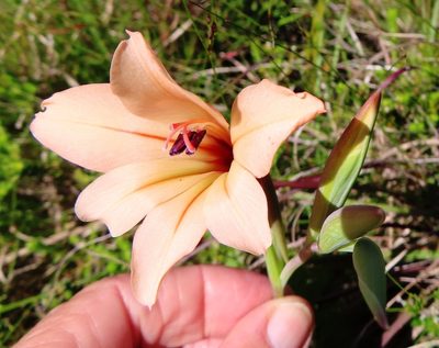 Gladiolus miniatus, photographed by linkie