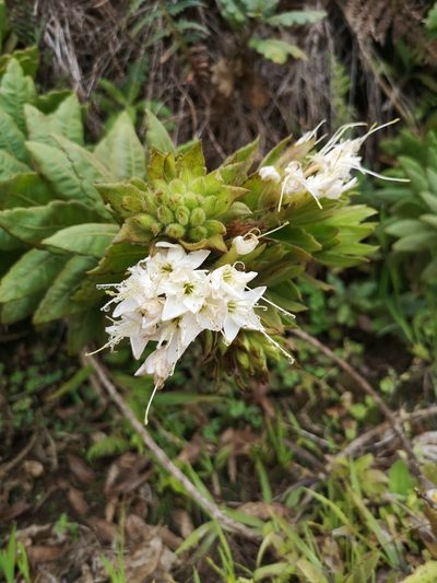 Cantua quercifolia, photographed by Michael Bakker Paiva
