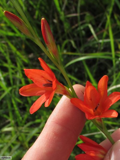 Tritonia disticha, photographed by Chris Vynbos