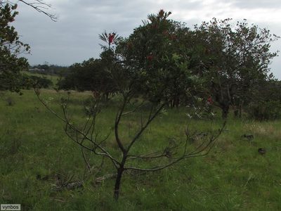 Grevillea banksii, photographed by Chris Vynbos
