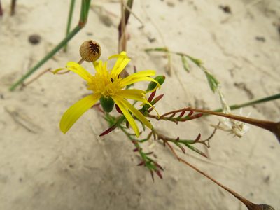 Steirodiscus tagetes, photographed by James Deacon