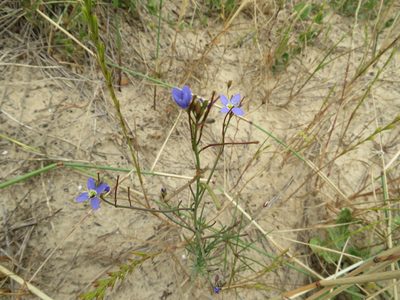 Heliophila adpressa, photographed by James Deacon