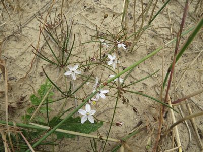 Pharnaceum lineare, photographed by James Deacon