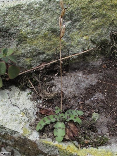 Stenoglottis fimbriata, photographed by Chris Vynbos