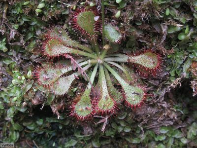 Drosera natalensis, photographed by Chris Vynbos