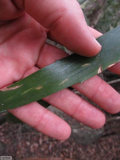 Encephalartos villosus, photographed by Chris Vynbos