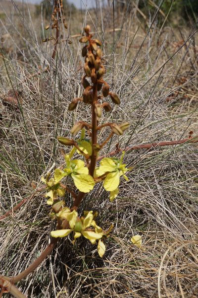 Tylosema esculentum, photographed by Andrew Hankey