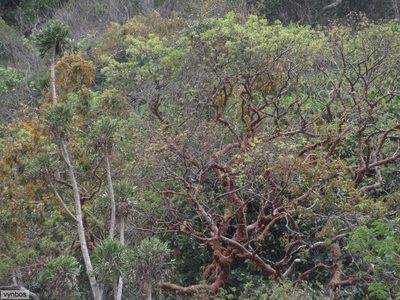 Commiphora harveyi, photographed by Chris Vynbos