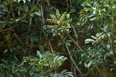 Heptapleurum arboricola, photographed by 國立臺灣博物館