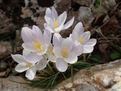 Crocus goulimyi, photographed by Katerina Kalogerini