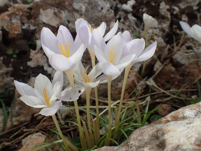 Crocus goulimyi, photographed by Katerina Kalogerini