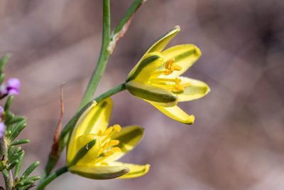 Coilonox suaveolens, photographed by magriet b