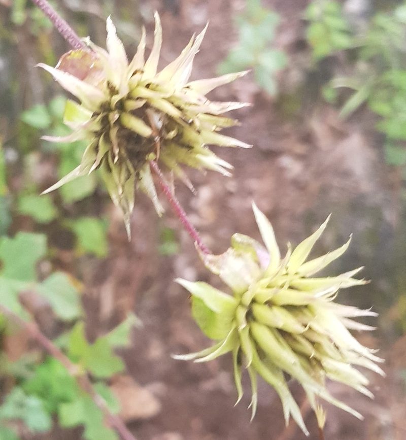 Montanoa liebmannii, photographed by Eugenio Padilla