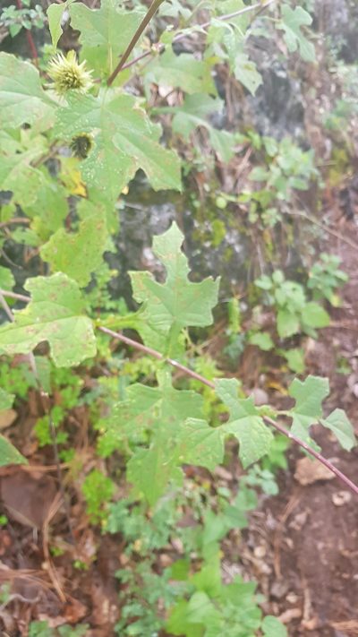 Montanoa liebmannii, photographed by Eugenio Padilla