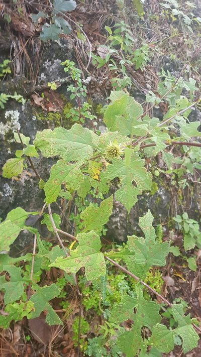 Montanoa liebmannii, photographed by Eugenio Padilla