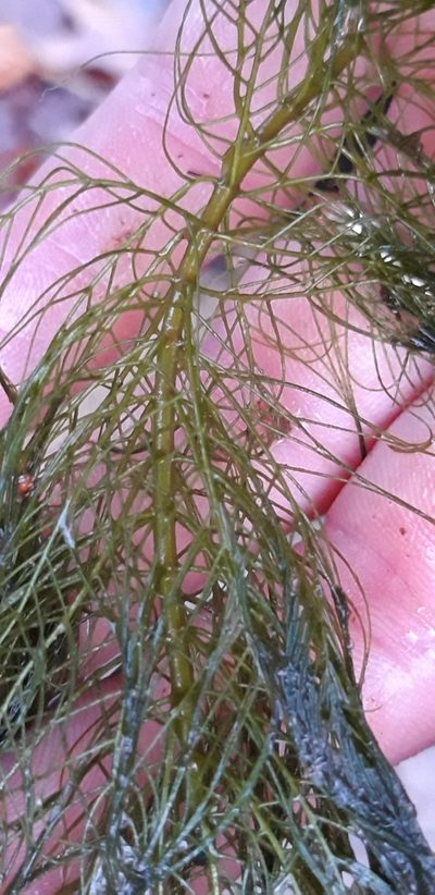 Myriophyllum heterophyllum, photographed by purperlibel