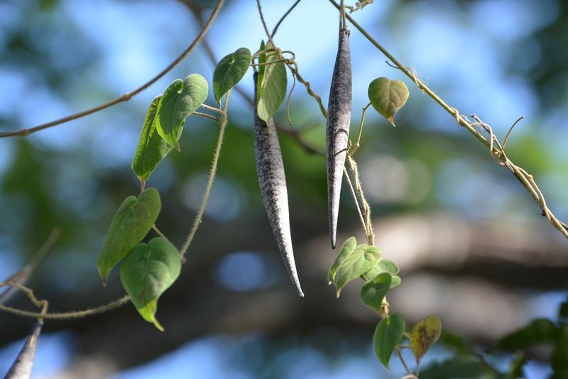Tutunakanthus velutinoides, photographed by Neptalí Ramírez Marcial