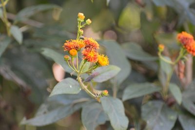 Verbesina ovatifolia, photographed by Neptalí Ramírez Marcial