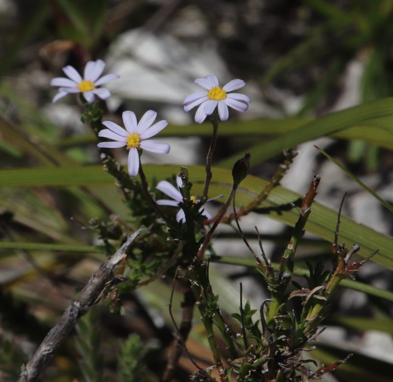 Zyrphelis corymbosa, photographed by Tony Rebelo