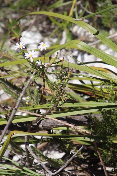 Zyrphelis corymbosa, photographed by Tony Rebelo