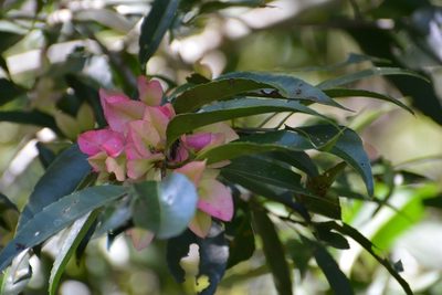 Wimmeria bartlettii, photographed by Neptalí Ramírez Marcial