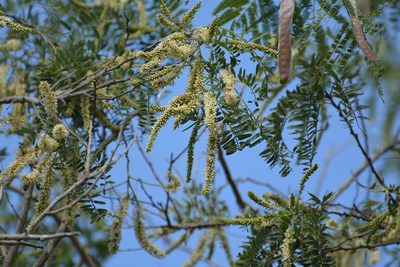Eysenhardtia adenostylis, photographed by Neptalí Ramírez Marcial