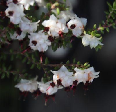 Erica azaleifolia, photographed by Tony Rebelo