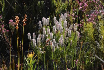 Spatalla curvifolia, photographed by Tony Rebelo