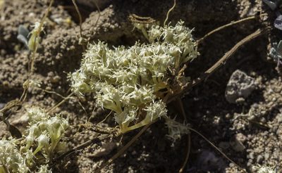 Cuscuta umbellata, photographed by Craig Martin