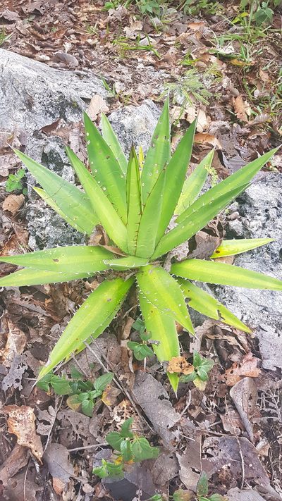 Agave convallis, photographed by Eugenio Padilla