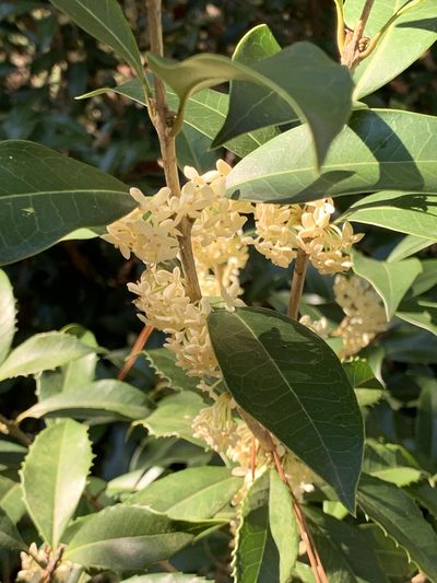 Osmanthus fragrans, photographed by Jonah McDonald