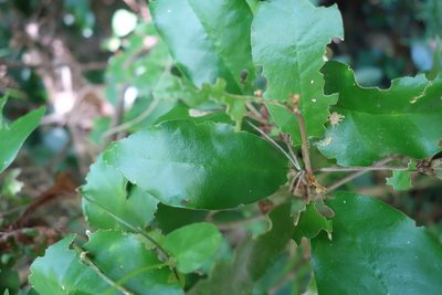 Croton cascarilloides, photographed by agujaceratops
