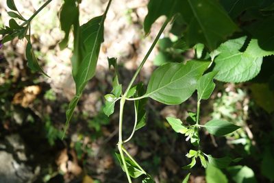 Hypoestes purpurea, photographed by agujaceratops