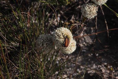 Agathosma bifida, photographed by Tony Rebelo